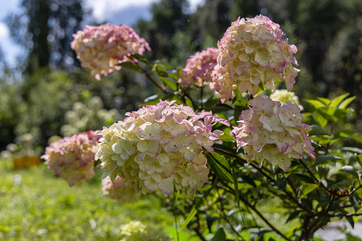 Hydrangea paniculata sort Fraise Melba hydrangea with pink flowers blooms in the garden in summer. High quality photo