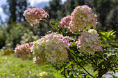 Hydrangea paniculata sort Fraise Melba hydrangea with pink flowers blooms in the garden in summer