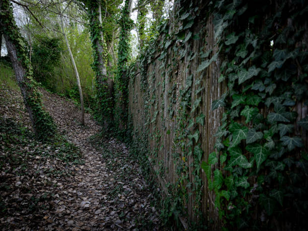 Old fence in the dark forest. High quality photo