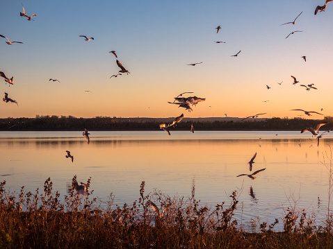 Landscape View of Sunset at Onondaga Lake with Seagulls Flying All Over in Syracuse New York.