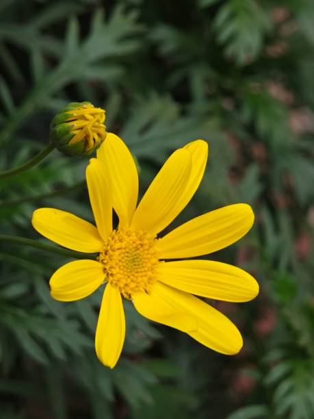 istock The blossom Jerusalem artichoke with the in bud one 1485754597