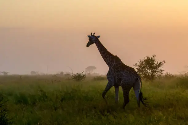 Silhouette of a giraffe moving across the open savannah at sunrise