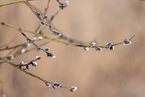 Branches of willow bush in bloom on a sunny spring day, close up photo with selective soft focus