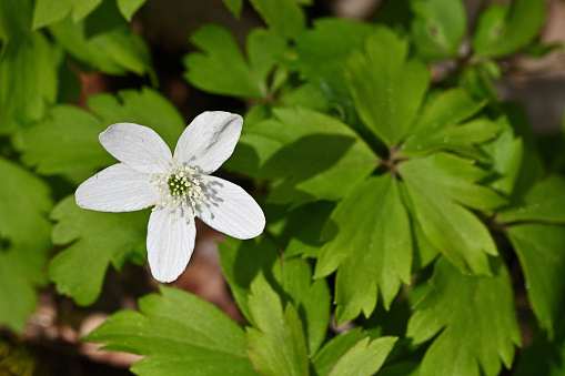 Wood anemone in sunlight, April, in a Connecticut swamp. Also know as windflower.