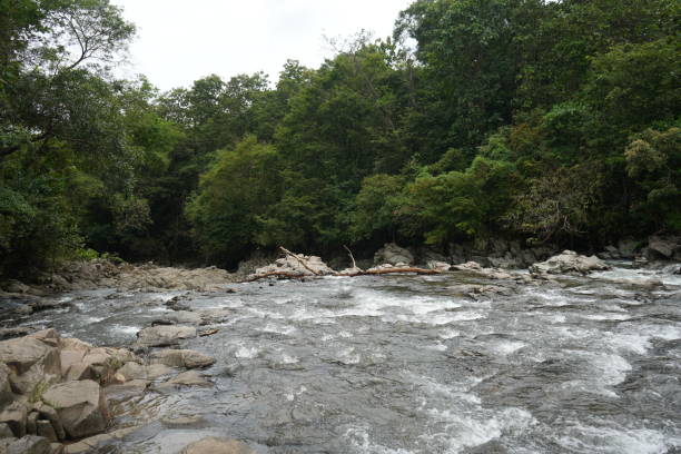 istock River water flowing surrounded by trees and forests 1485759312