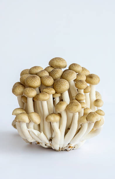 istock Shimeji mushrooms on white. 1485759433