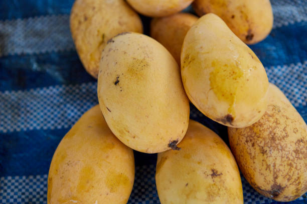 istock Ripe mangoes at market 1485762458
