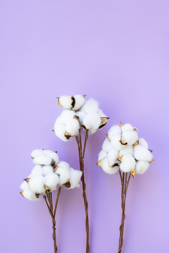 Vertical image of three branches of opened dried white cotton flowers on violet background. Copy space