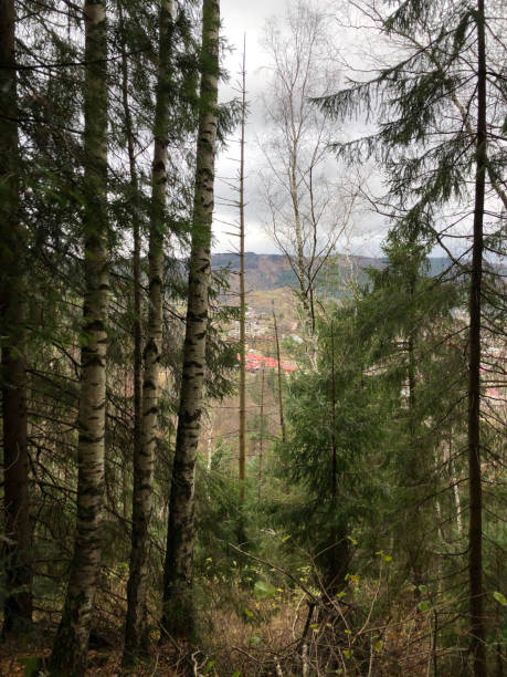 istock The nature of the Carpathians 1485765871