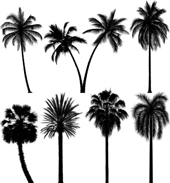 ilustrações, clipart, desenhos animados e ícones de silhuetas de árvore de palma altamente detalhados - palm tree coconut palm tree vector tree