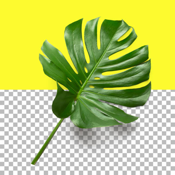 istock Isolated closeup view of Monstera leaf 1485767806