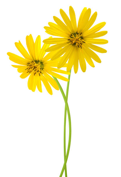 istock A yellow flower chrysanthemum daisy 1485768236