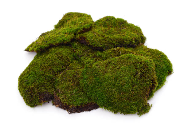 istock Bunch of green moss. 1485769525