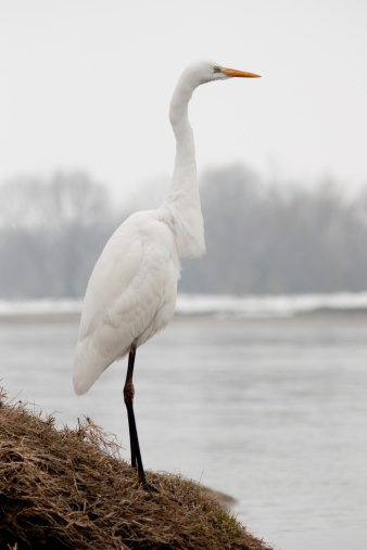 Great White Egret Standing on the Bank in Foggy Winter Day.