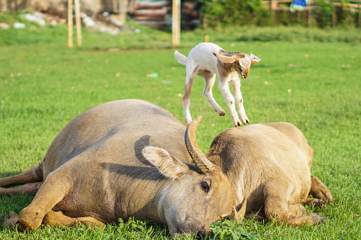 Funny scene, a cute little baby goat playing on the body of a resting buffalo. Farm animals.