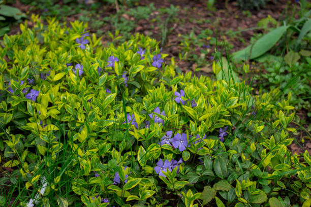 istock violet small flowers in the garden, periwinkle 1485772234