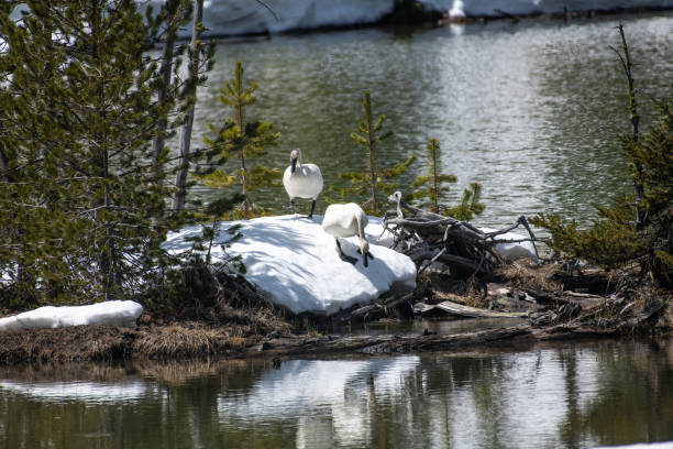 Trumpeter swan pair standing on snow remaining in Yellowstone Ecosystem in Wyoming in western USA, North America.
