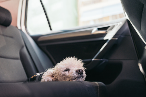 White curly haired dog lying relaxed on the back seat of the car.