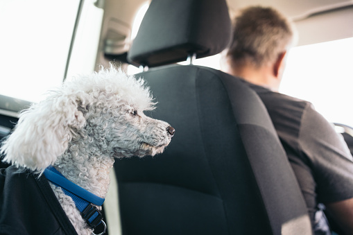 White curly-haired dog sitting in the back seat of a gray-haired man's car.