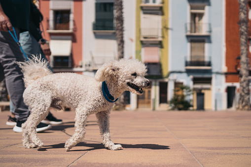 Close up image of a white curly haired dog walking happily on a blue leash with his owner.