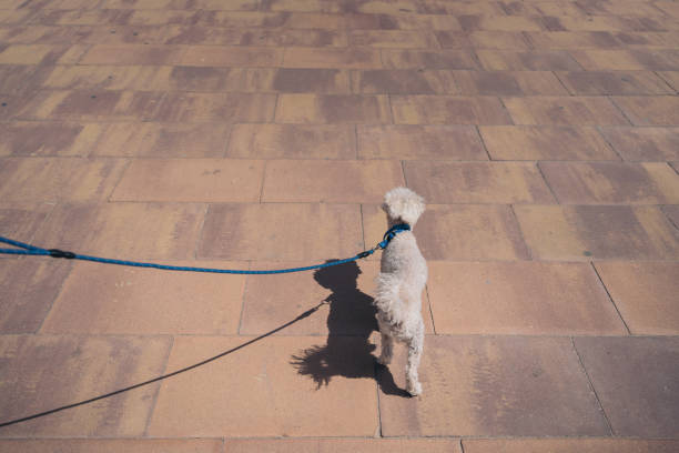 istock White curly haired dog walking on a blue leash. 1485776288
