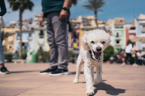 White curly haired dog approaching camera with his tongue out near his owner and off leash.