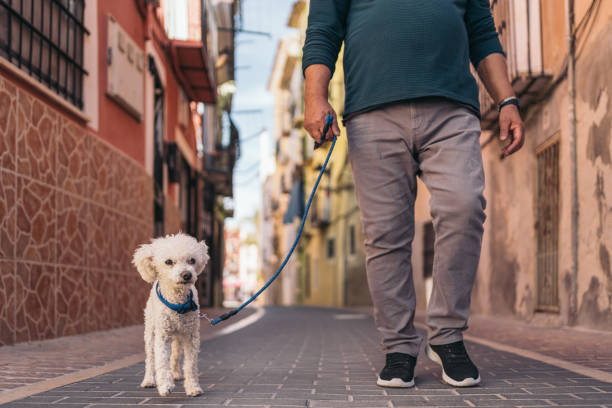 istock Cropped frontal image of an older man walking his white curly-haired dog. 1485776413