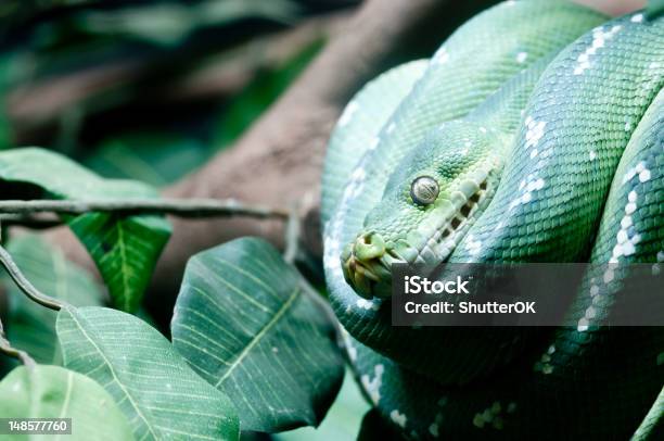 Green Tree Python Stock Photo - Download Image Now - Animal, Animal ...
