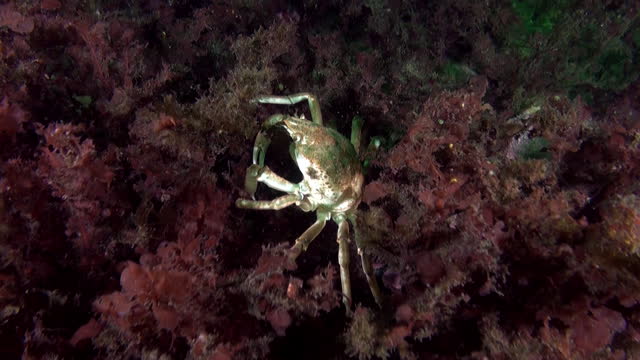 Crab obscured among marine plants in oceanic environment of Barents Sea.