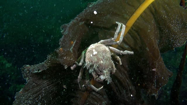 Crab hidden on seaweed in underwater realm of Barents Sea on Novaya Zemlya.