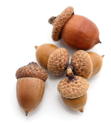 Five brown acorns isolated on a white background.