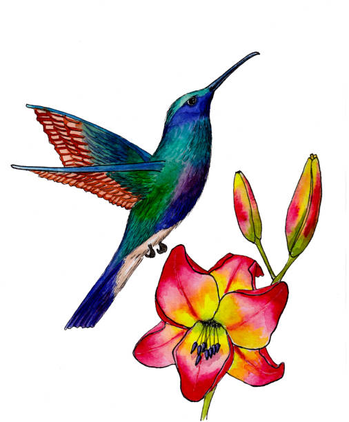 Hummingbird and daylily Hummingbird and daylily watercolor illustration bluethroat stock illustrations