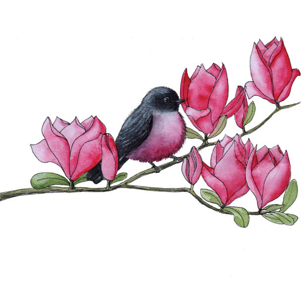Pink robin on magnolia Pink robin on magnolia watercolor illustration bluethroat stock illustrations
