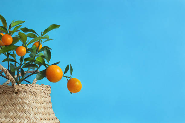 young kumquat tree with fruits on a blue background - kumquat imagens e fotografias de stock