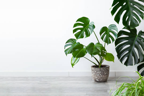 istock Monstera plant on a gray floor 1485779500