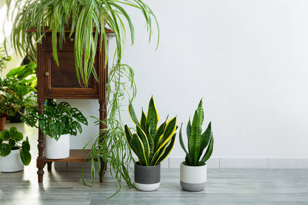 istock Indoor plants variete in the room with light walls 1485779503