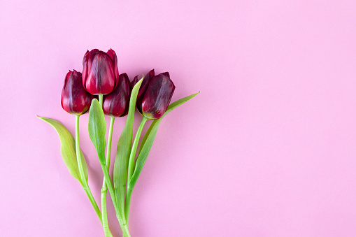 Beautiful red tulips on pink colored background