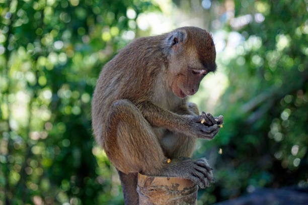 istock animal wildlife in the philippines 1485785054