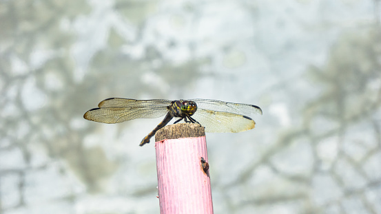 A dragonfly perched on a stick next to a gray wall in daylight