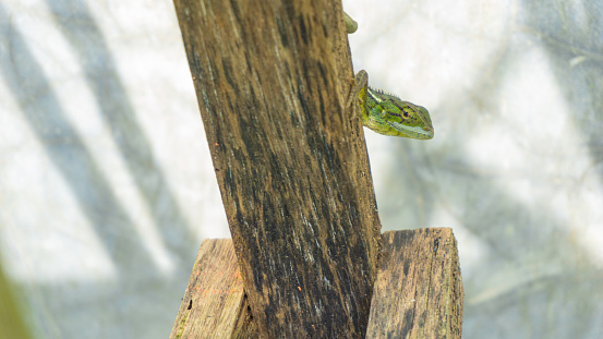 A forest lizard (Bronchocela jubata) peeks from behind a wooden shelf columns.