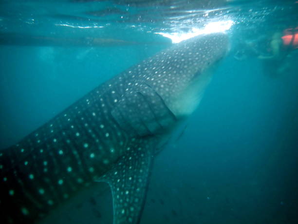 istock animal wildlife in the philippines 1485785654
