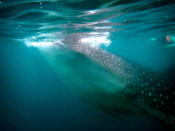 istock animal wildlife in the philippines 1485785718
