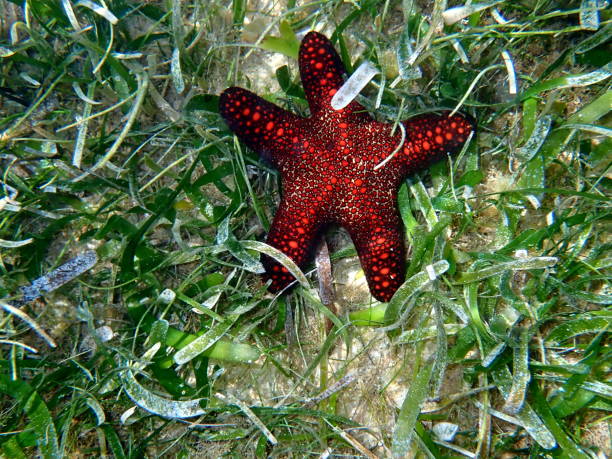 istock animal wildlife in the philippines 1485785736