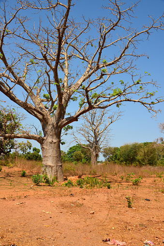 Có, Bula Sector, Cacheu Region, Guinea-Bissau: baobab trees growing on the red earth of the savannah, locally known as 'embondeiro', cashew nut trees in the background