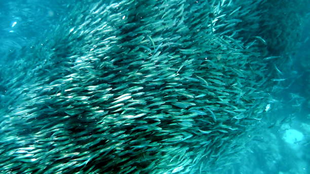 istock sardine swarm in the philippines 1485787194