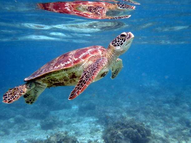 istock animal wildlife in the philippines 1485787654