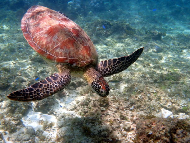 istock animal wildlife in the philippines 1485788024