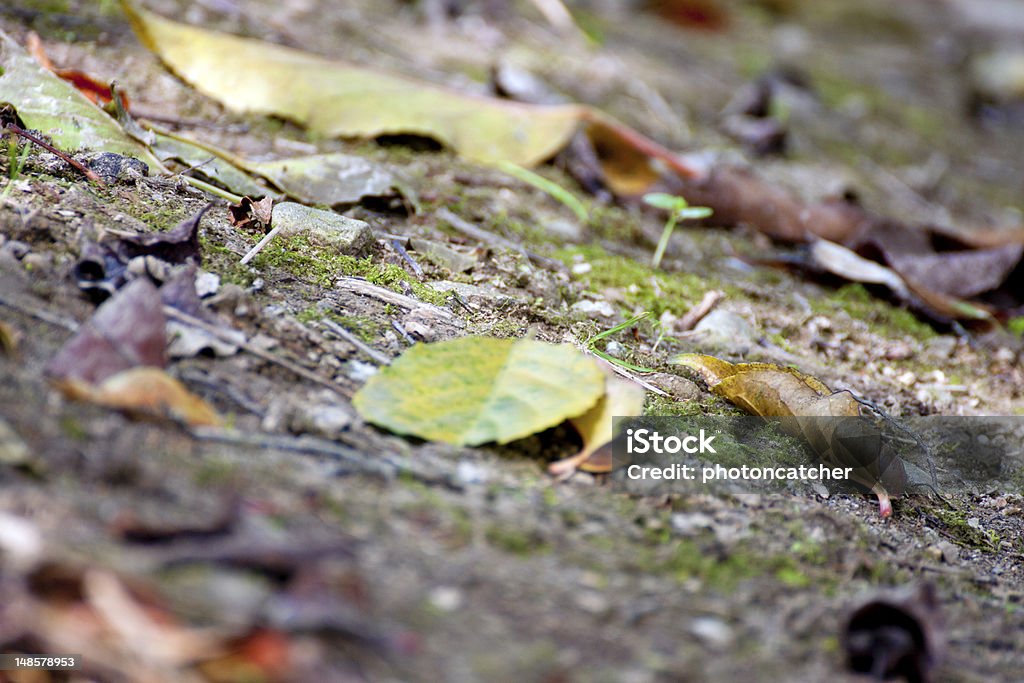 feuilles tombées - Photo de Automne libre de droits