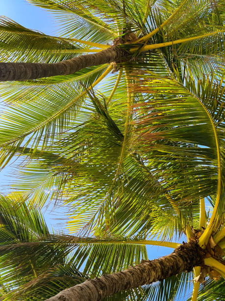 istock Coconut Palm Trees - Color Portrait Format 1485790133