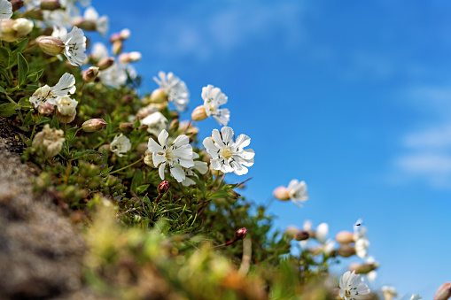 A close-up of a white blooming flower surrounded by lush growth and bright blue sky symbolizes the beauty, freshness, and growth of springtime.